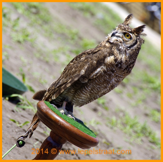 Roofvogels fotografren
